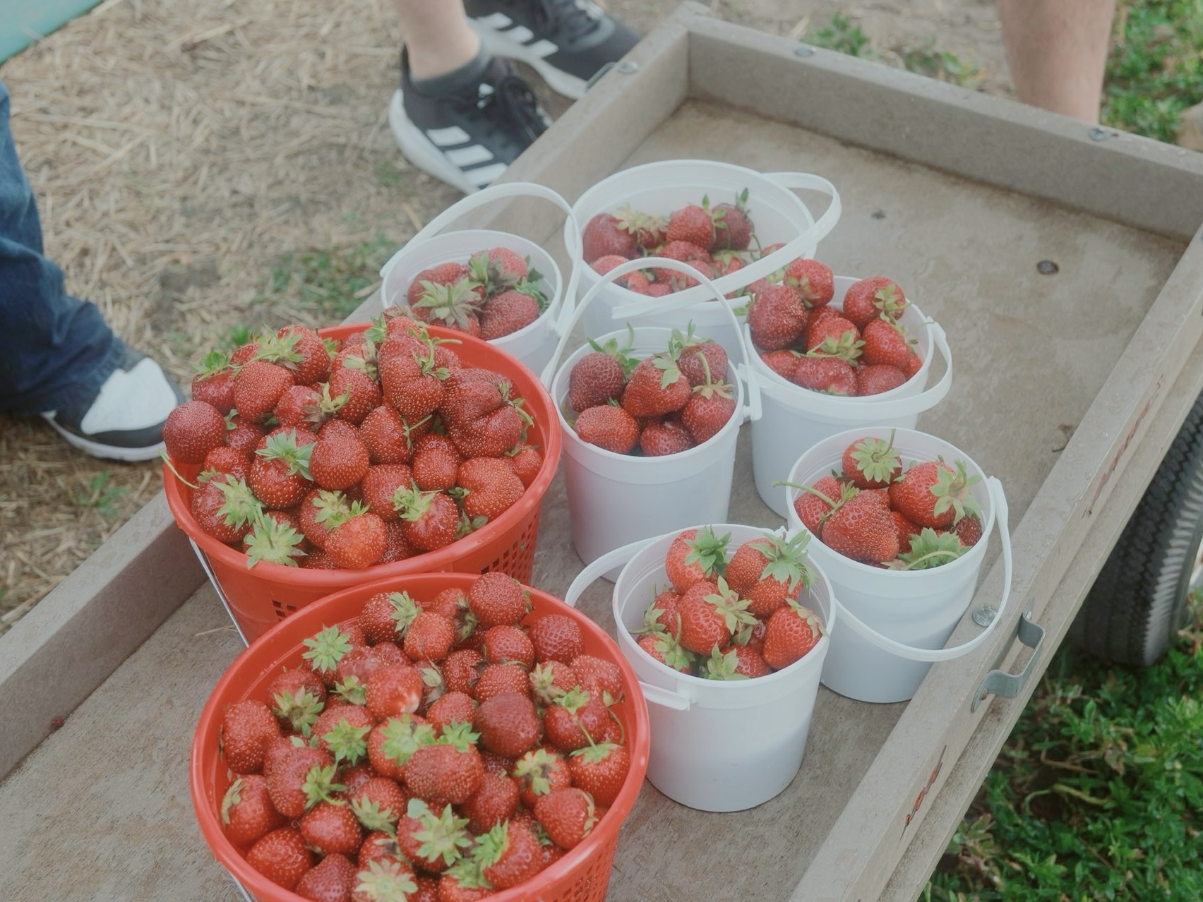 24/6/22 摘草莓🍓 @Stade‘s Farm and Market